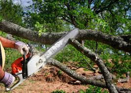 Best Tree Disease Treatment  in Sylvan Springs, AL